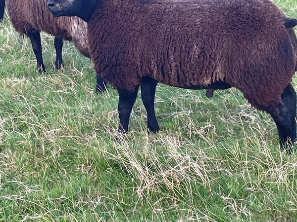 Sheep - Main image