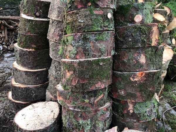 Firewood - Main image