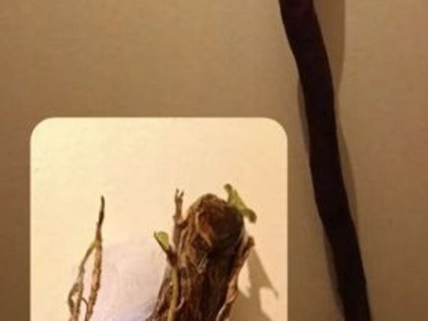 Handcrafted wizard staff - Main image