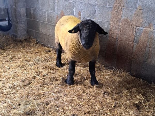 Suffolk Ram - Main image
