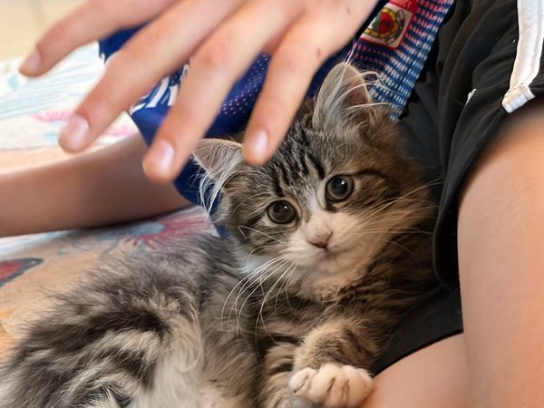Beautiful kittens *can deliver* - Main image