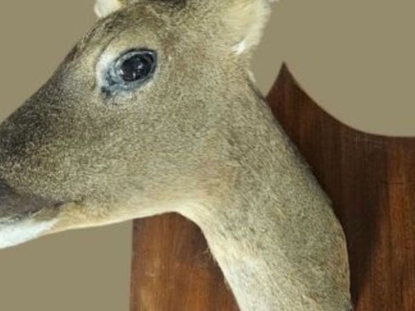 Deer taxidermy - Main image