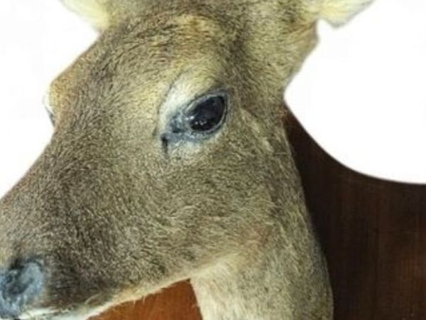 Deer - Main image