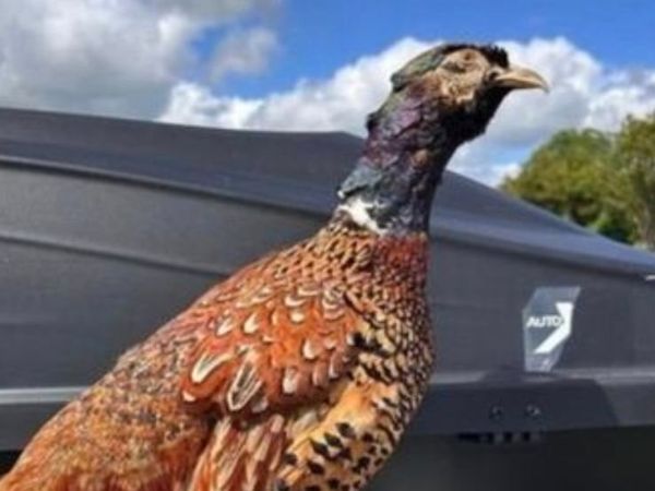 Taxidermy pheasant - Main image
