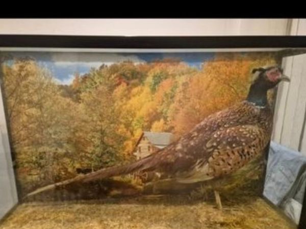 Taxidermy pheasant - Main image