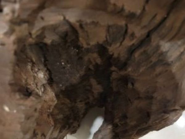 African driftwood - Main image