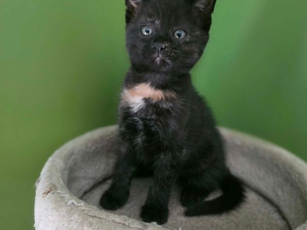 Kittens for Sale - Main image