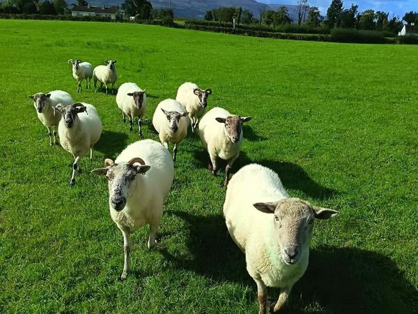 Sheep - Main image