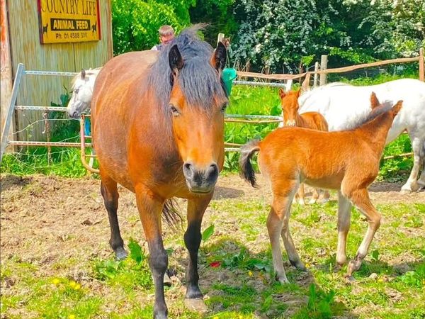 Kerry bog mares with foals - Main image