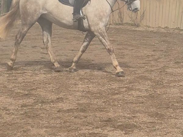 Beauitful ISH 15'2 4 year old mare - Main image