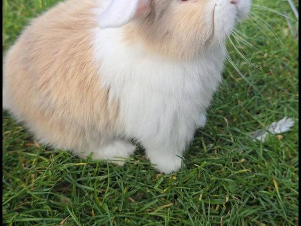 Miniature Lop Rabbits - Main image