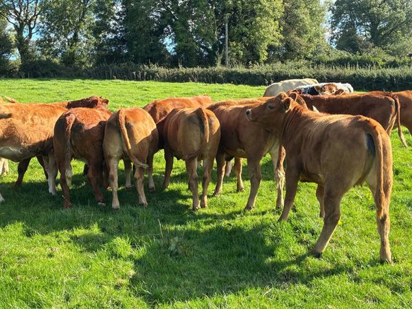 Incalf Heiffers - Main image