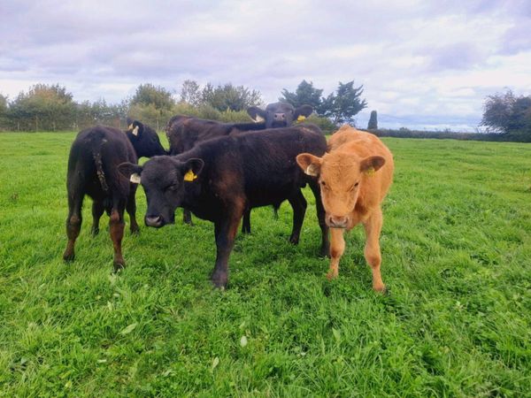 4 Angus bull weanlings 160kgs No movements - Main image