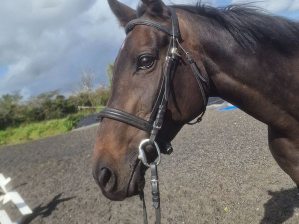 Teenagers/ riding club Mare - Main image