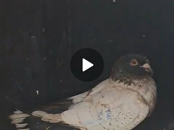 Pigeons - Main image