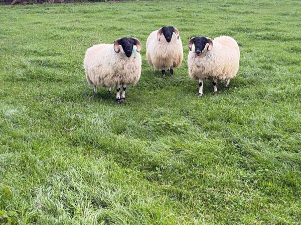 Perth blackface ram lambs - Main image