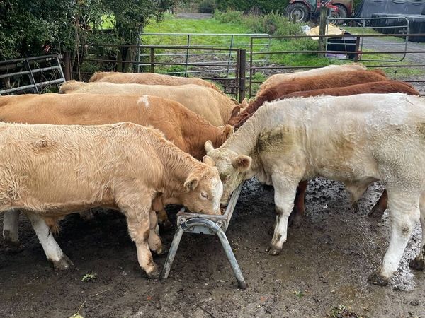 Weanlings for sale - Main image