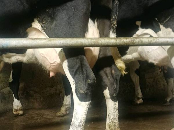 Cow to rear calves - Main image