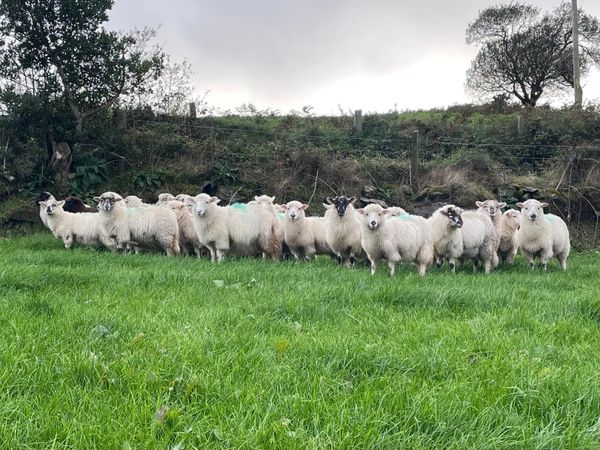 Organic lambs Dorset cross - Main image