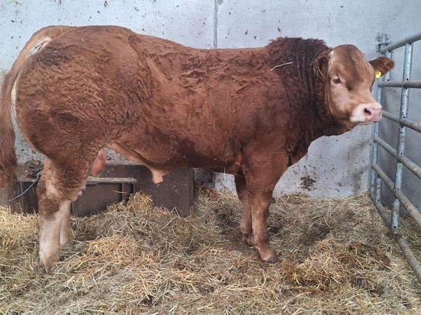 Livestock - Main image