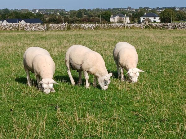 Texel hoggott rams - Main image
