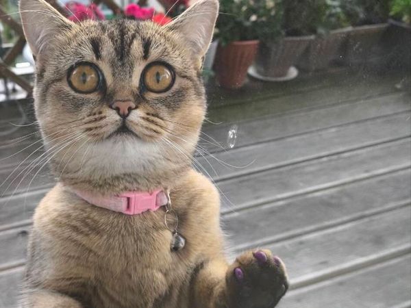 Gold British short hair cat - Main image