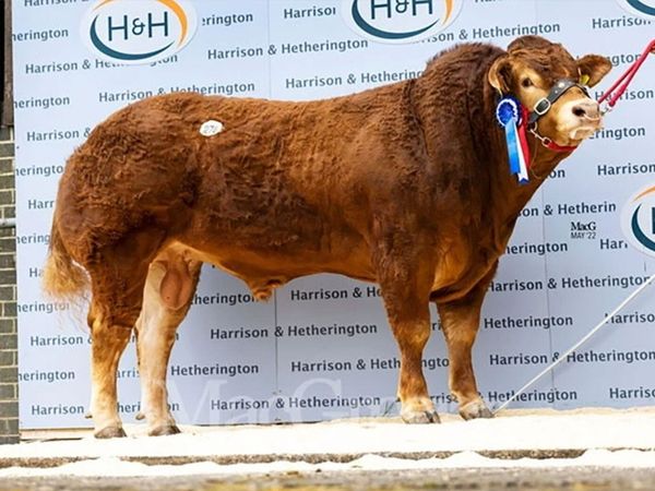 Limousin bull - Main image