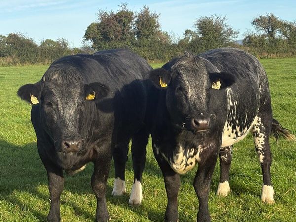 5 Powerful Breeding Heifers - Main image