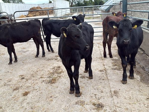 8 Angus heifer weanlings - Main image