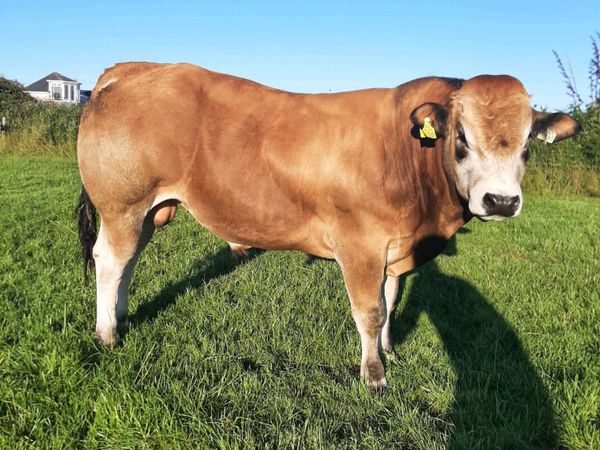 2 parthenaise bulls - Main image