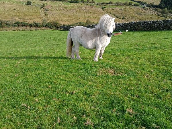 Dispersal  sale of animals - Main image