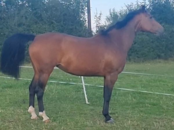 Brood mare - Main image