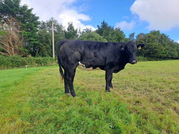 5 Star Heifer - Ballina Mart Friday the 9th of Oct - Main image