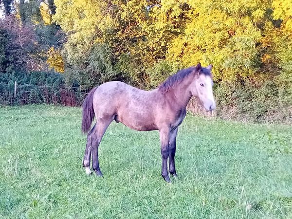 Derryveeney Cruise Colt Foal - Main image