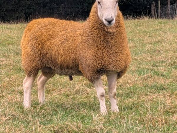 Border Leicester Shearling - Main image