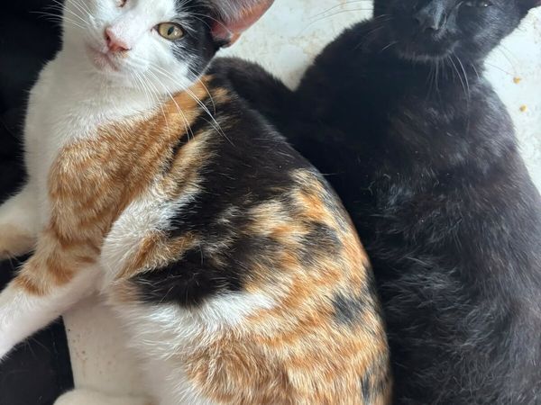 Kittens - Main image