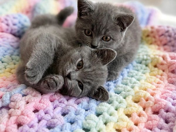 Blue British Shorthair- Ready to leave - Main image