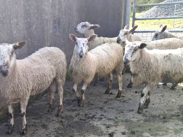 Blue Leister Rams - Organic - Main image