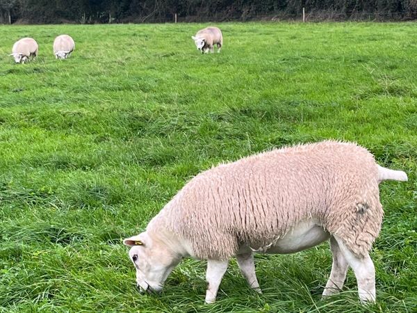 Texel Pedigree Ewe Lambs - Main image
