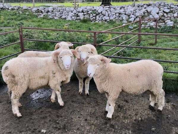 Dorset Horn Ram Lambs - Main image