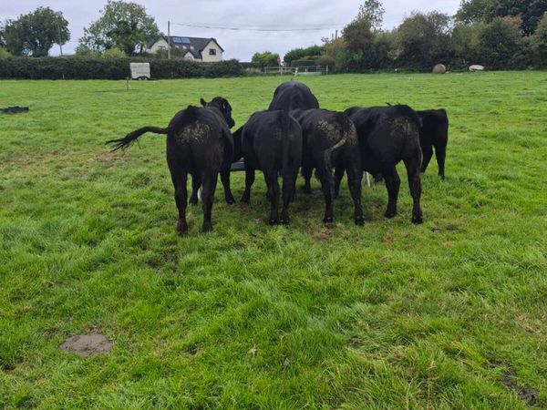 Beef cattle - Main image