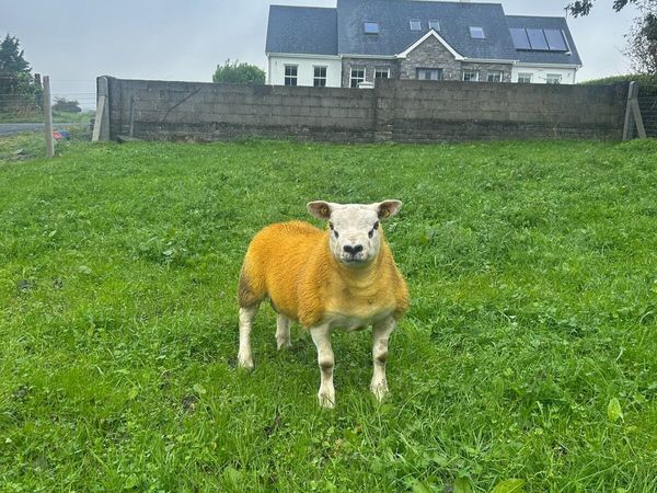 ✅Pedigree registered Texel ram lamb✅ - Main image