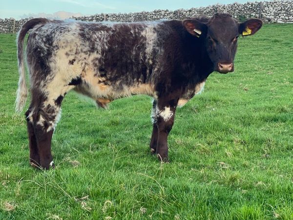 Beef Shorthorn Bull pedigree registered - Main image
