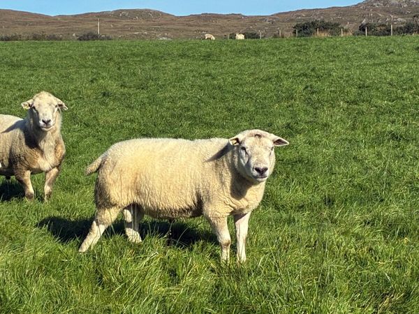 2 texel and 1 swaledale ram - Main image
