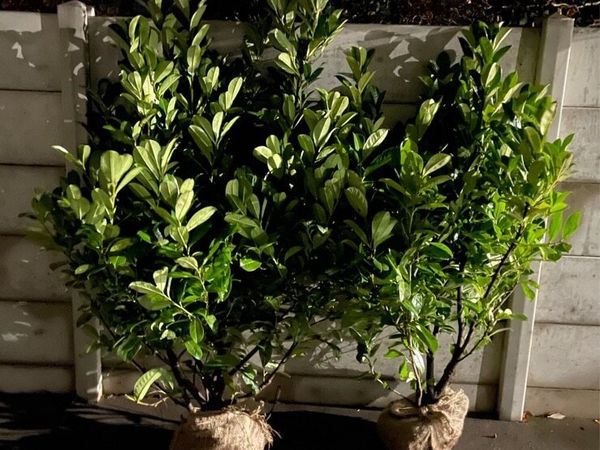 4-5ft Laurel - Main image