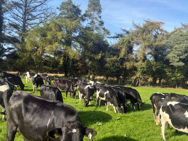 10 High EBI Incalf Heifers - Main image
