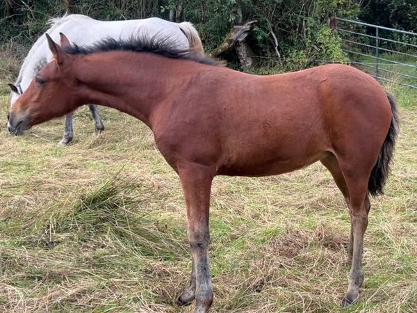 Amazing Connemara x Filly foal - Main image