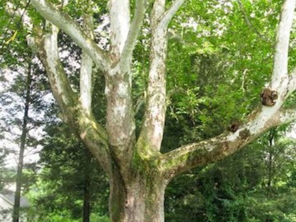 25 to 30 mature trees to be cut into rings - Main image