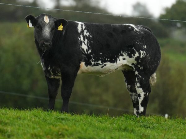 🔥Elite breeding heifer sale Ballina 9/10/26 🔥 - Main image