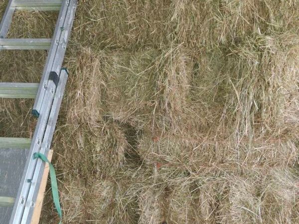Hay - Main image